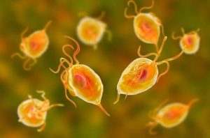 Apa Efek Parasit Pada Tubuh — Tindakan imunosupresif